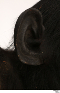 Chimpanzee Bonobo ear 0012.jpg